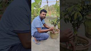 Escarlat jaboticaba in my garden fruiting trending shorts jaboticaba homegarden farming [upl. by Fayette208]