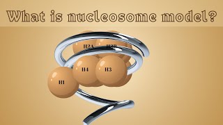 What is Nucleosome model  Animated video [upl. by Gagnon]