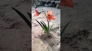 Amaryllis belladonn video short 😊😊 [upl. by Enaols873]