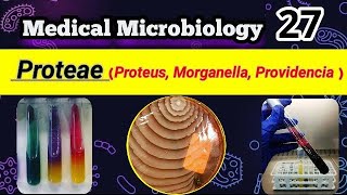 Proteus Morganella Providencia Proteae group شرح بالعربي [upl. by Phox754]