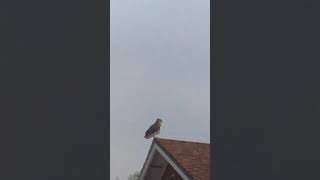 Great horned owl screech sound [upl. by Krause843]