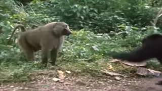 2 Chimpanzees VS Baboon [upl. by Fujio]