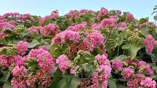 growing dombeya seminole mountain hydrangea gardendesign plants flowers garden [upl. by Anaej]