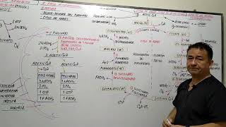 Ciclo de Krebs biologia universidad [upl. by Uzziel]