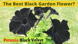 The Best Black Flower How to grow Petunia Black Velvet [upl. by Zetram97]