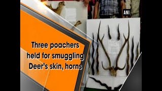 Three poachers held for smuggling Deer’s skin horns  Maharashtra News [upl. by Nare399]