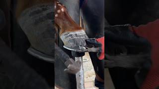 Horseshoeing a horse with bone and tendons sickness 🔨 💅 shorts horse farrier asmr [upl. by Gala]