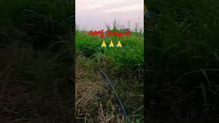 Village  agriculture  YouTube shorts  viral video  trending songs pleasesubscribe  cow [upl. by Nauqram942]