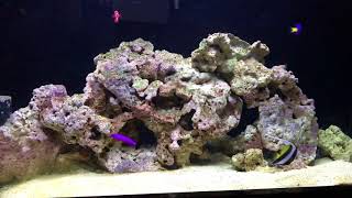 50 Gallon FOWLR Saltwater Aquarium in Office [upl. by Amasa]