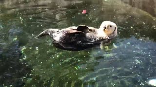 Day in the Life of a Mammalogist at Oregon Coast Aquarium [upl. by Alameda]