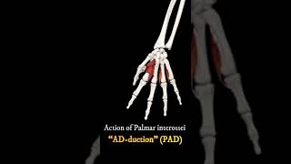 Action of Palmar amp Dorsal Interossei  Rotator Cuff Muscle  ytshorts  Agam [upl. by Adoree]