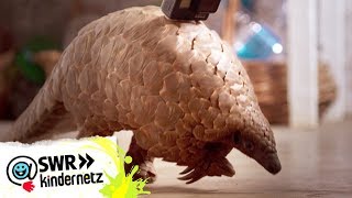 Pangolin Die laufende Kamera  OLIs Wilde Welt  SWR Kindernetz [upl. by Adolf905]