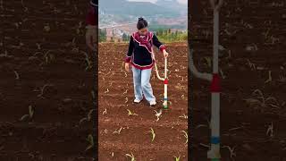 Harvesting Corn A Day on the Farm 🌽  Crop Farming Agriculture [upl. by Ainegue]