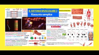 💪 IL SISTEMA MUSCOLARE 2 riassunto la contrazione muscolare muscoli scheletrici tipi di muscoli [upl. by Ayram]