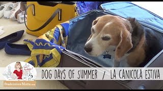 The Dog Days of Summer — La canicola estiva [upl. by Savick16]