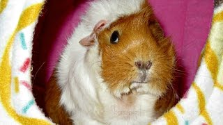 Berrys Story RIP Baytril amp Stasis In Guinea Pigs [upl. by Merta]