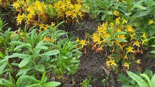 Best Time to See Rhododendrons Bloom🌼🌼🌼🌼 flowers 2024 [upl. by Agarhs]