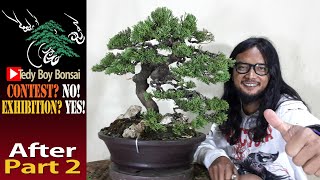 Agam Bonsai Bandung Dandanin Bonsai Cemara Sinensis Juniperus Chinensis PART 2 [upl. by Hatch]