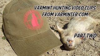 Varmint Hunting Video Clips from Varmintercom  Part Two [upl. by Eeraj158]