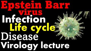 Epstein Barr virus EBV  infection symptoms and life cycle [upl. by Heida555]