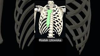 Mostek człowieka uczymy razem shorts anatomia medycyna 3d anatomy [upl. by Anisor]