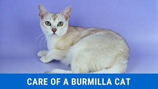 How to take care of a Burmilla cat updated 2021 [upl. by Lerad]