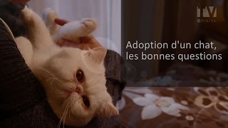 Adoption un chat quelles questions se poser [upl. by Senilec]