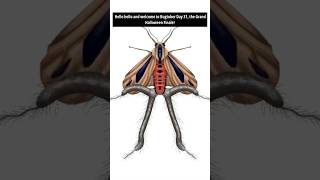 Day 31 Creatonotos Gangis Baphomet Moth Order  Lepidoptera moths bugtober inktober [upl. by Ilatfan]