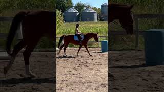 horse hanoverian equestrian horseriding horserider horses horselove horselover prettyhorse [upl. by Ayekat]