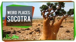 Weird Places Socotra [upl. by Hailey615]