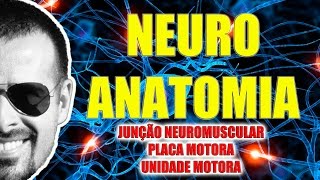 Junção neuromuscular placa motora e unidade motora  Sistema NervosoNeuroanatomia  VideoAula 084 [upl. by Slrahc398]