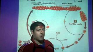 regulating actin filament formation [upl. by Oninotna788]