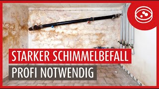 Kellersanierung bei einem über 50 Jahren alten Haus  Extremer Schimmelbefall [upl. by Anuaik]