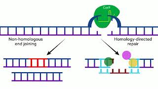 vSLENDR Gene editing in the brain gets a major upgrade [upl. by Forras]