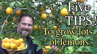 5 Tips How to Grow a Ton of Lemons on One Tree [upl. by Friend43]