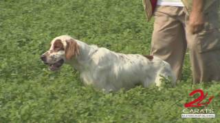 Setter Inglese un cane emozionante [upl. by Towroy]