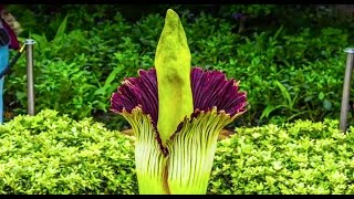 Corpse Flower Timelapse Video Chicago Botanic Garden [upl. by Stoeber949]