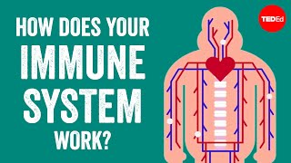 How does your immune system work  Emma Bryce [upl. by Neerod569]