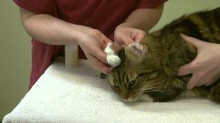 How to apply ear drops and clean your cats ears [upl. by Thaddeus121]