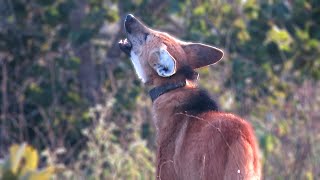 Wild Maned Wolf roarbarking [upl. by Terriss]