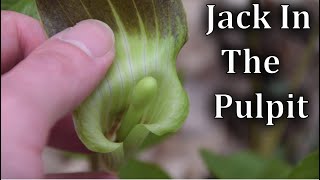 How to Identify Jack In The Pulpit  Wild Plant Identification [upl. by Meggie]