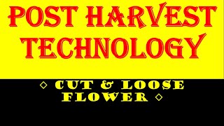 Post Harvest Technology  ◇ CUT amp LOOSE FLOWER ◇ [upl. by Borchert]