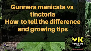 Gunnera manicata vs tinctoriaHow to tell the difference between Gunneras and growing tips [upl. by Ladnek]