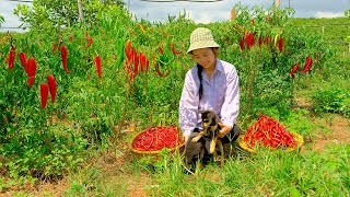 Harvesting Chili Peppers amp Go to Market Sell  Farming Gardening Daily life  Duong Harvest [upl. by Eden]