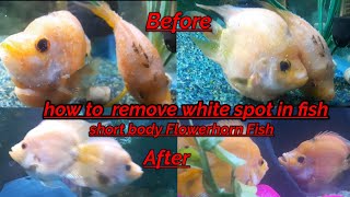 how to care white spot fish how to remove white spot fish machhliyon ke white spot Kaise theek Karen [upl. by Imiaj]