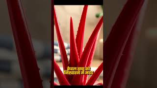 Proveda Products।। Red Aloevera Proveda Redaloevera Skin [upl. by Maude]