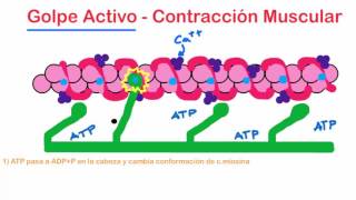 Fisiología  Contracción muscular Parte 6 Golpe activo y propiedad ATPasa de la miosina [upl. by Ahsienaj]