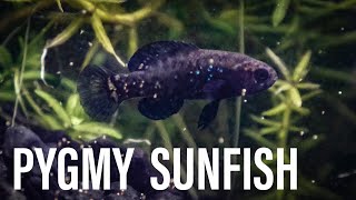 PYGMY SUNFISH  Species Spotlight [upl. by Barret]