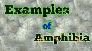 Examples of Amphibians [upl. by Bullivant]