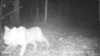 Eerie Bobcat at night [upl. by Norvall867]